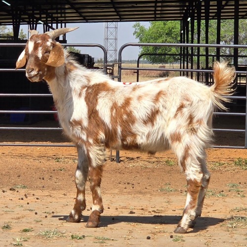 1 X CAPE LOB EAR BUCK N. CRAWFORD