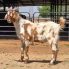1 X CAPE LOB EAR BUCK N. CRAWFORD