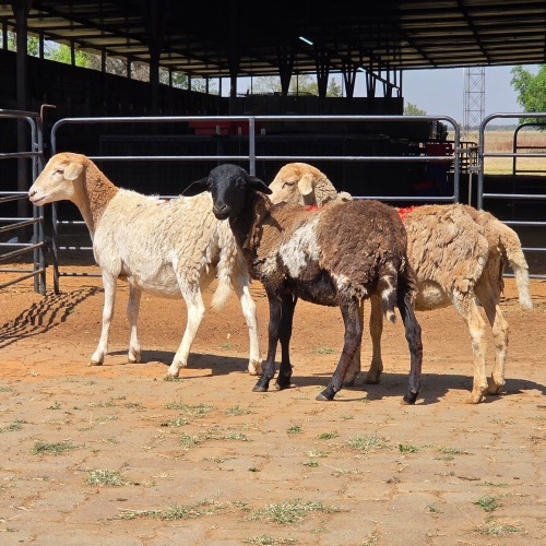3 X BOSVELDER EWE N. CRAWFORD (Per animal to take the lot)