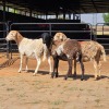 3 X BOSVELDER EWE N. CRAWFORD (Per animal to take the lot)