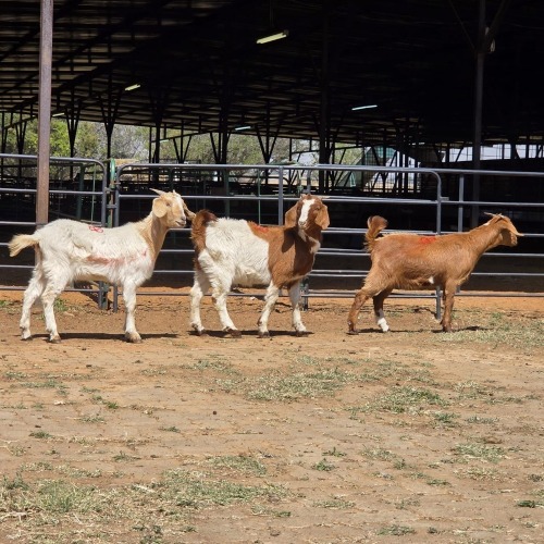 3 X BOERBOK DOE N. CRAWFORD (Per animal to take the lot)
