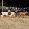 3 X BOERBOK DOE N. CRAWFORD (Per animal to take the lot)