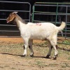 1 X BOERBOK CROSS BUCK N. CRAWFORD