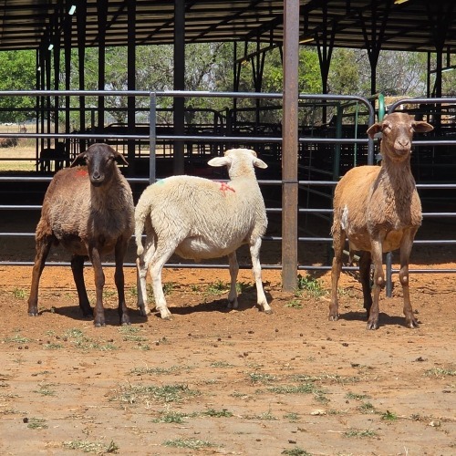 3 X BOSVELDER RAM N. CRAWFORD (Per animal to take the lot)