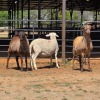 3 X BOSVELDER RAM N. CRAWFORD (Per animal to take the lot)