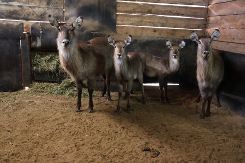 4X Waterbuck V/F:4 (Per Piece to take the lot/Per stuk om lot te neem)