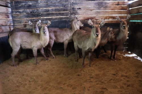 6X Waterbuck V/F:6 (Per Piece to take the lot/Per stuk om lot te neem)