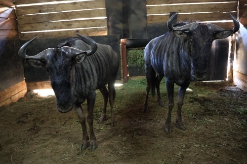 2X Bluewildebeest M:2 (Per Piece to take the lot/Per stuk om lot te neem)