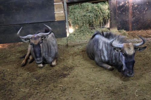 2X Bluewildebeest V/F:2 (Per Piece to take the lot/Per stuk om lot te neem)