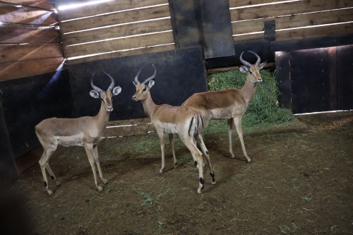 3X Impala M:3 (Per Piece to take the lot/Per stuk om lot te neem)