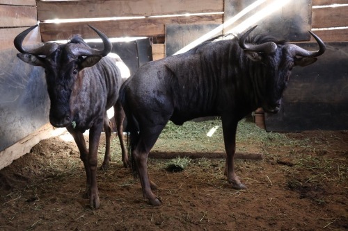 2X Bluewildebeest M:2 (Per Piece to take the lot/Per stuk om lot te neem)