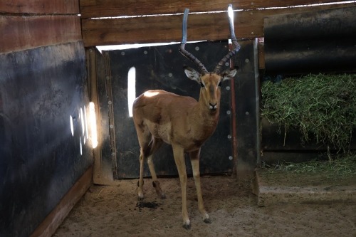 1X Impala M:1