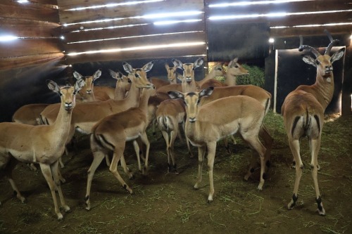 14X Impala V/F:14 (Per Piece to take the lot/Per stuk om lot te neem)