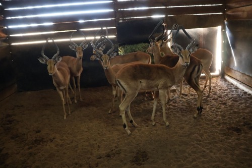 7X Impala M:7 (Per Piece to take the lot/Per stuk om lot te neem)