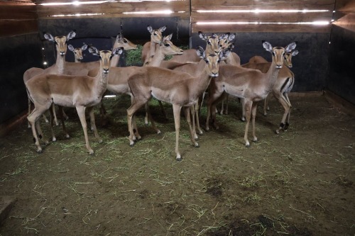 14X Impala V/F:14 (Per Piece to take the lot/Per stuk om lot te neem)