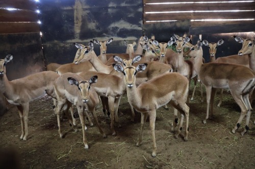 18X Impala V/F:18 (Per Piece to take the lot/Per stuk om lot te neem)