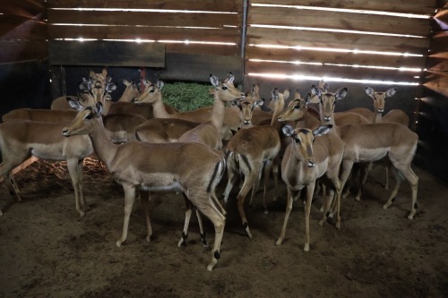 18X Impala V/F:18 (Per Piece to take the lot/Per stuk om lot te neem)