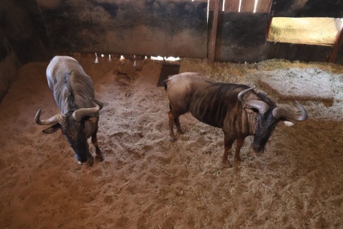 2X Bluewildebeest M:2 (Per Piece to take the lot/Per stuk om lot te neem)