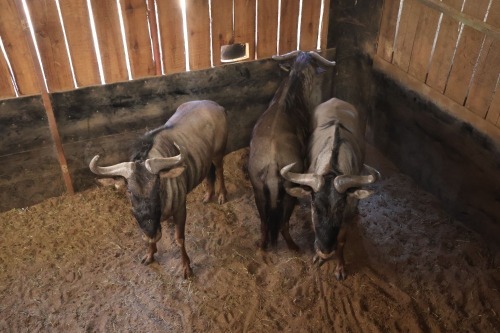 3X Bluewildebeest M:3 (Per Piece to take the lot/Per stuk om lot te neem)