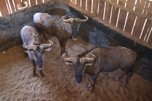 3X Bluewildebeest M:3 (Per Piece to take the lot/Per stuk om lot te neem)