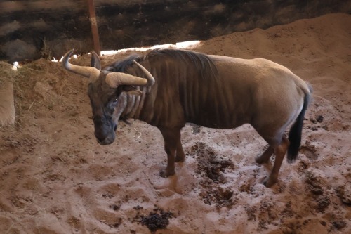 1X Bluewildebeest M:1
