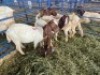 LOT 29 5X OOI/EWE BOERBOK Rhenosterhoek, Kobus van der Walt - 082926 0929 (Per stuk om lot te neem/Per Piece to take the lot) - 4