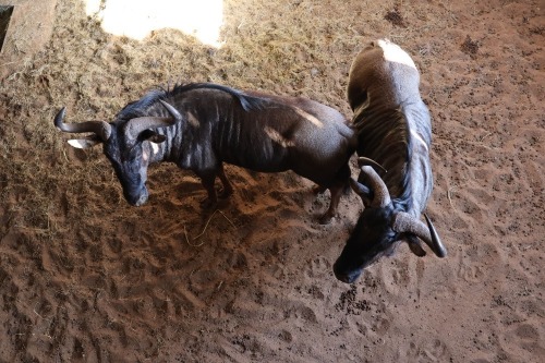 2X Bluewildebeest M:2 (Per Piece to take the lot/Per stuk om lot te neem)
