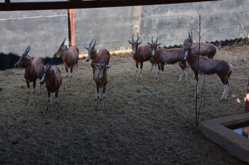 7X Zebra (CAMP A5) M:1 V/F:6 (Per Piece to take the lot/Per stuk om lot te neem)