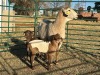 1+2 X MEATMASTER Louw - 3
