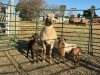 1+2 X MEATMASTER Louw - 4