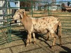 2 X MEATMASTER Louw - 3