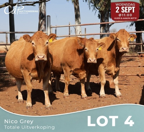3 X LIMOUSINE KOEIE Nico Grey (Per animal to take the lot)