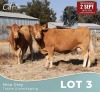 2 X LIMOUSINE KOEIE Nico Grey (Per animal to take the lot)