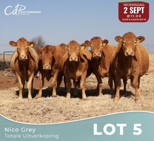 5 X LIMOUSINE KOEIE Nico Grey (Per animal to take the lot)