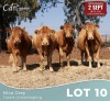 4 X LIMOUSINE KOEIE Nico Grey (Per animal to take the lot)