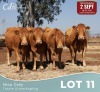 4 X LIMOUSINE KOEIE Nico Grey (Per animal to take the lot)