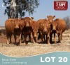 7 X LIMOUSINE KOEIE Nico Grey (Per animal to take the lot)
