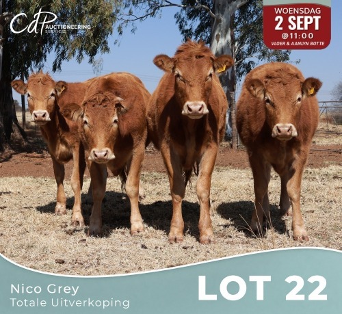 4 X LIMOUSINE VERSE Nico Grey (Per animal to take the lot)