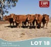 6 X LIMOUSINE KOEIE Nico Grey (Per animal to take the lot)