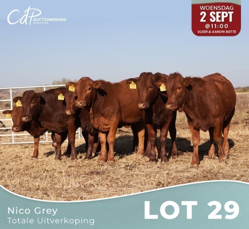 7 X BONSMARA VERSE Louw Snyman (Per animal to take the lot)