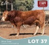 1 X LIMOUSINE BUL Nico Grey