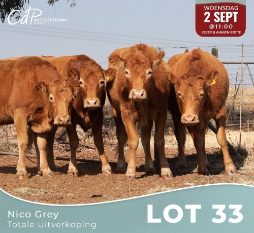 4 X LIMOUSINE KOEIE Nico Grey (Per animal to take the lot)