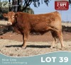 1 X LIMOUSINE BUL Nico Grey