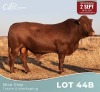 1 X BONSMARA BUL Louw Snyman