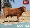 1 X LIMOUSINE BUL Nico Grey