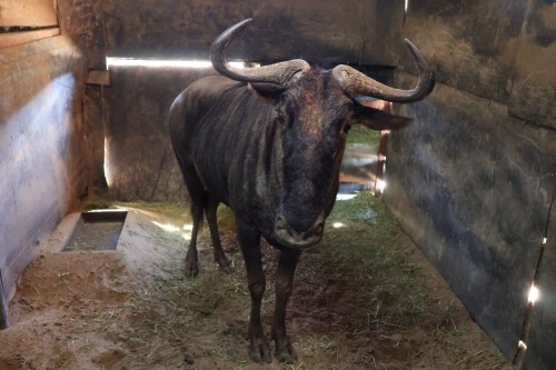 1X Bluewildebeest M:1