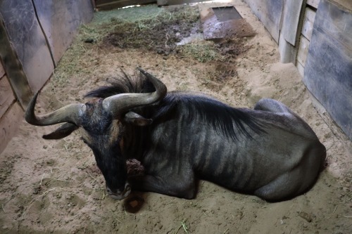 1X Bluewildebeest M:1