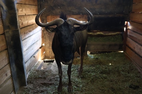 1X Bluewildebeest M:1