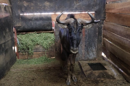 1X Bluewildebeest M:1
