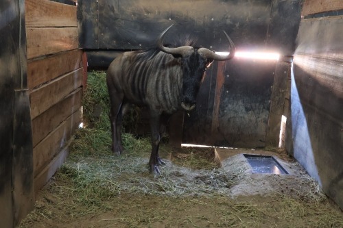 1X Bluewildebeest M:1